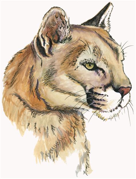 Mountain Lion Drawing At Getdrawings Free Download