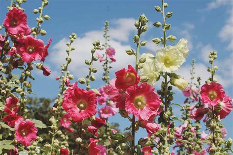 How To Grow And Care For Hollyhocks Make House Cool