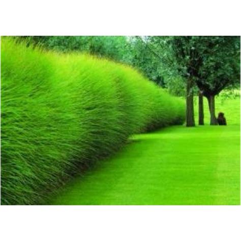Ornamental grasses are low maintenance.perfect as deer resistant ground cover. Pin by Lauren Nicole on Get In My Yard | Garden landscape ...