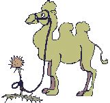 Camels | Animated gifs