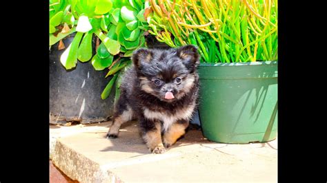 If you're looking to give any of these gorgeous puppies a forever loving home, if you need more information don't hesitate to contact. Lilac the Teacup PomChi Female Puppy! (Pomeranian ...