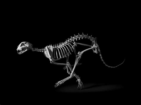 Vertebrate Skeletons | Moss and Fog