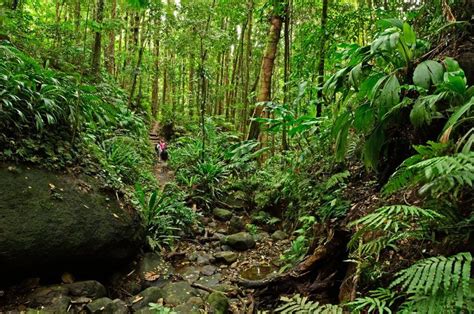 Discover The Magical Rainforests Of This Caribbean Island