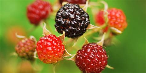 Black Raspberry Reaches Superfood Status, Has 'Huge Health Beneficial ...