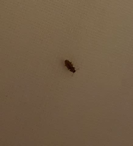 Käfer an der wand auch brotkäfer sitzen gerne an wänden und bewegen sich wenig. Was ist das für ein kleiner brauner Käfer im Bett ...