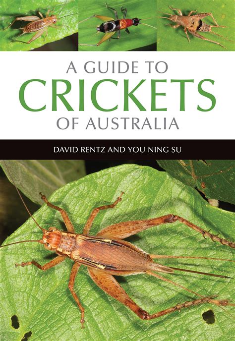 A Guide To Crickets Of Australia David Rentz You Ning Su 9781486305063