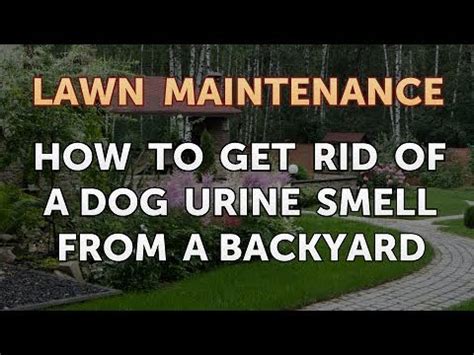 Dried urine has a strong ammonia smell that can be difficult to get rid of. How to Get Rid of a Dog Urine Smell From a Backyard - YouTube