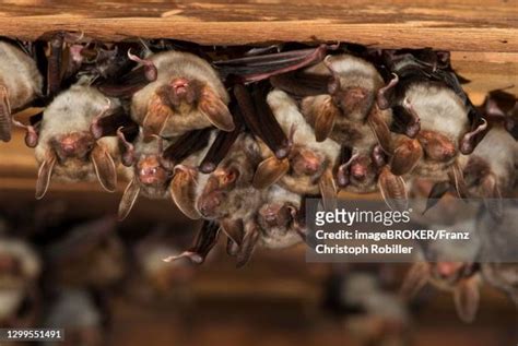 Bat Pup Photos And Premium High Res Pictures Getty Images