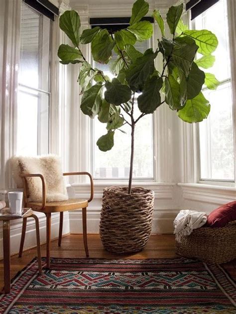 Learn to grow a lush & healthy fiddle leaf fig and feel confident caring for your plant with my flf explosive growth mini course. Interiors & Exteriors: Fiddle Leaf Fig | Fiddle leaf fig ...