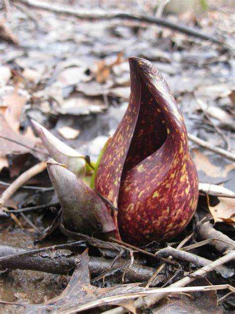 Capital Naturalist By Alonso Abugattas Our First Flower Skunk Cabbage
