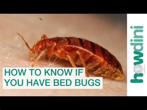 These tend to get red a few hours after you are bitten and they can swell up like. Gross Bugs | Scariest Bugs List