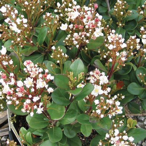 Vind de beste gratis video's over bush with white flowers. Southern Living Plant Collection 2 Gal. Spring Sonata ...