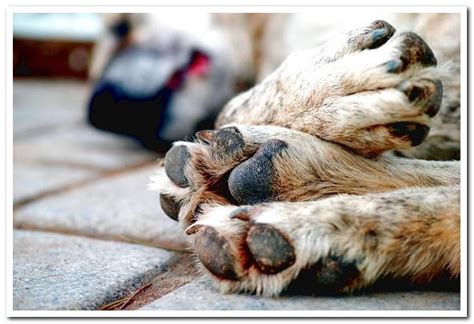 Poisoning In Dogs Symptoms And First Aid Dogsis