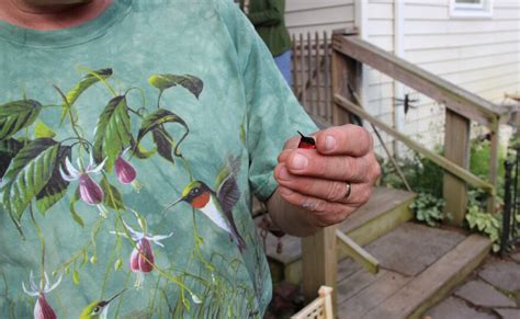 Meet The Only Three Michiganders Who Band Hummingbirds