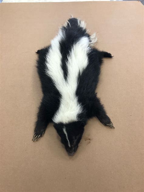 The striped skunk has two white bands that run from the head and down each side of the back. David Y. Ige | HDOA News Release on Skunk on Maui