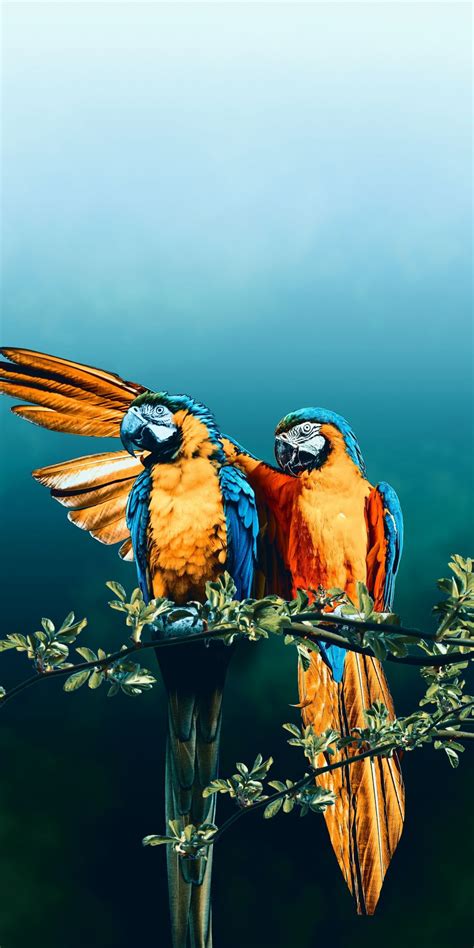 46,368 likes · 78 talking about this. Parrots Pair Phone Wallpapers - Wallpaper Cave