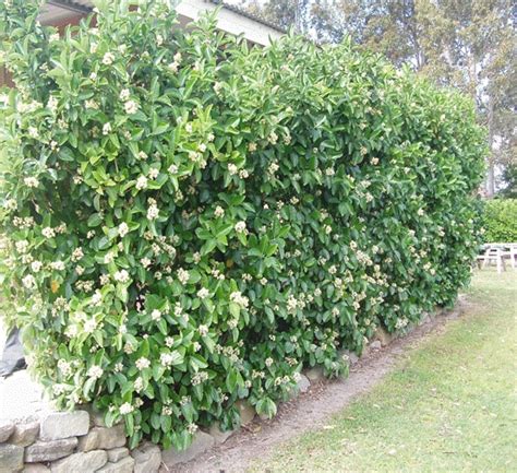Privacy trees privacy plants privacy landscaping backyard privacy outdoor landscaping outdoor gardens garden trees lawn and garden trees to plant. viburnum odontissimum tall hedge along fence line ...