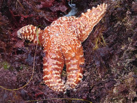 After Mysterious Die Off Sea Stars Making A Comeback Press Telegram