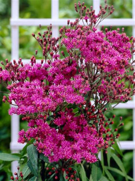 It is located on the nehalem river, in a valley on the eastern side of the nor. Vernonia crinita / Vernonie günstig kaufen