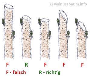 Indem sie die äste in intervallen von 5 bis 10 jahren schneiden, vermeiden sie radikale eingriffe ins wachstum, wie einen verjüngungsschnitt. 37 HQ Photos Wann Schneidet Man Walnussbäume : Wolf Garten ...