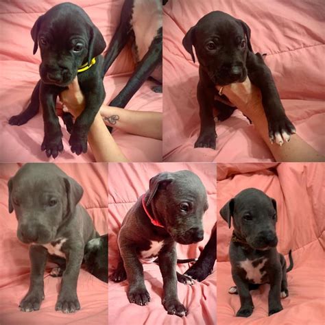 Alabama alaska arizona arkansas california colorado connecticut delaware district of columbia florida georgia hawaii idaho illinois indiana iowa kansas kentucky louisiana maine maryland massachusetts michigan minnesota mississippi breed: Great Dane Puppies - News Break Classifieds