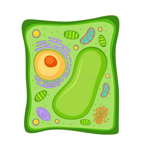 Blank Simple Plant Cell Diagram
