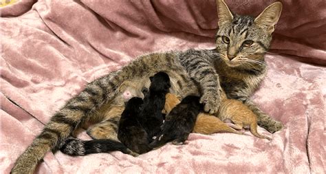 Pregnant Cat Guide Pet Better With Pet Circle