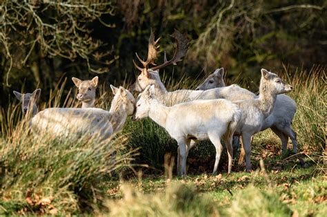 Herd Of White Fallow Deer Northern Ireland Fallow Deer Woodland Deer