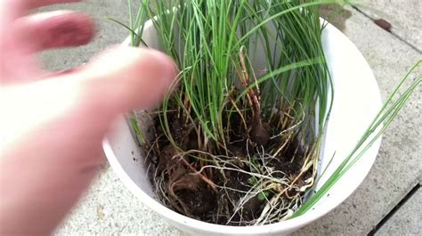 Garden Project Saffron Rescue Wet Soil Youtube