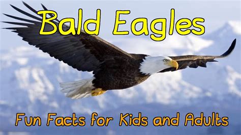Bald Eagle Interesting Facts