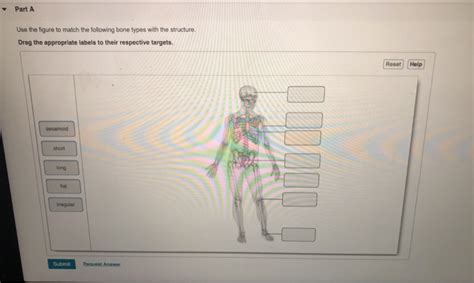 Drag the labels onto the diagram to identify the tissues and structures. Solved: - Part A Use The Figure To Match The Following Bon... | Chegg.com