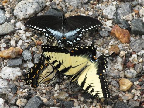Puddling Swallowtail Gathering Two Eastern Tiger Swall Flickr