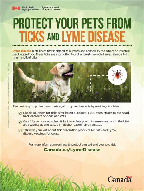 Healthcare For Pets Pet Health Disease Lyme Lyme Disease