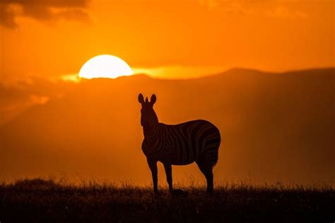 lone male zebra at sunset african sunset sunset zebra