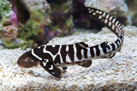 See more ideas about baby shark, shark birthday, shark birthday party. File:Zebra Shark Baby.jpeg - Wikimedia Commons