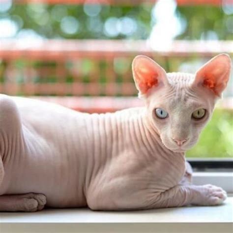 Wikipedia is a free online encyclopedia, created and edited by volunteers around the world and hosted by the wikimedia foundation. Sphynx | Rau Animal Hospital