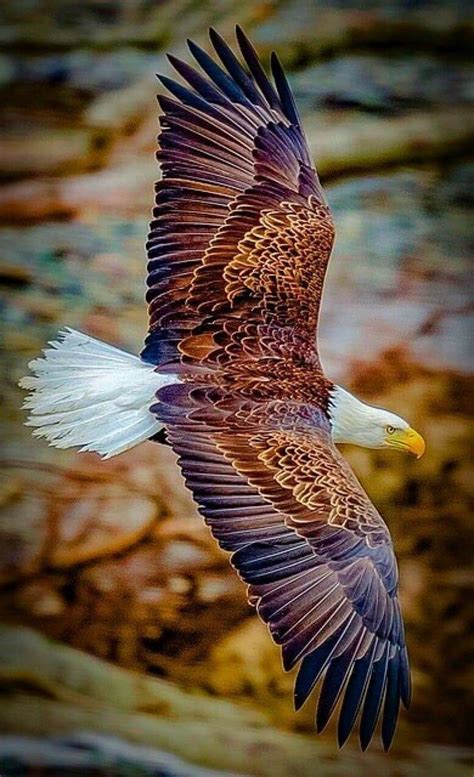 The Eagles Types Of Eagles Bald Eagles Bald Eagle Art Wings Like Eagles American Bald Eagle