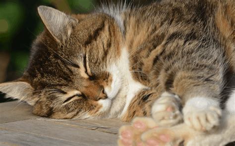 10 Reasons To Adopt A Cat Cat Sitter Toronto Inc