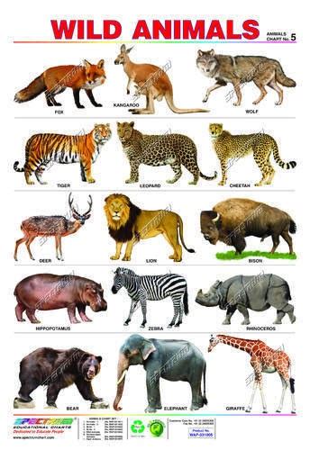 Carnivorous Wild Animal Best Blog Wild Animal Name In Hindi