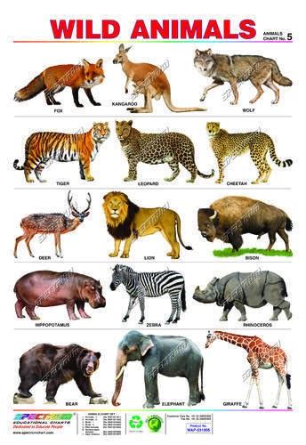 Sikkim animals name with pictures. Carnivorous wild animal best blog: Wild animal name in hindi