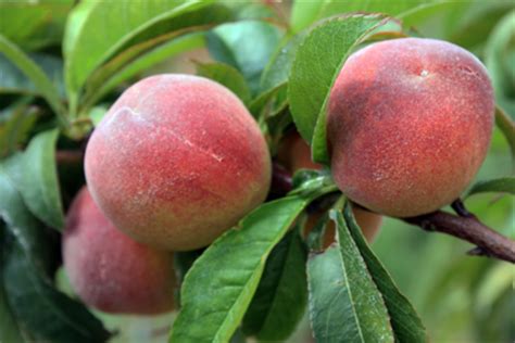 If you're up for the maintenance, place the tree in an area sheltered from wind and be prepared to fertilize it often. Best peaches to grow in Southern CaliforniaTastyLandscape