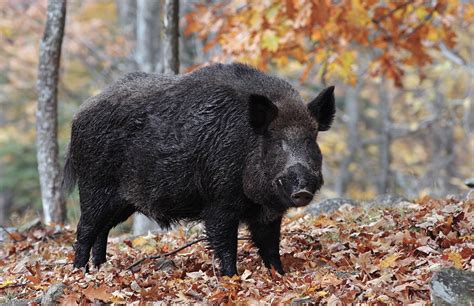 West Virginias Wild Boar Firearms Season Opens Oct 24