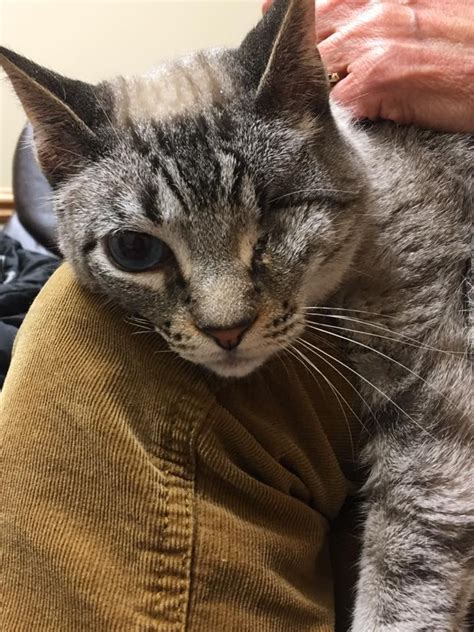 It can result in signs such as watery eyes, discharge, redness, rubbing, blinking feline eye infections such as blepharitis, conjunctivitis, scratched cornea, glaucoma or even allergies can cause squinting, sneezing and nasal discharge. One-Eyed Cat Too 'Ugly' For A Home Meets Soul Mate