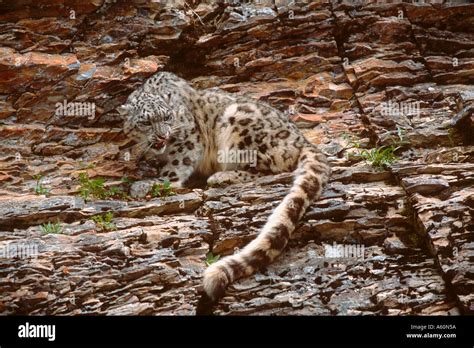 Snow Leopard Snarling Panthera Uncia Stock Photo Alamy