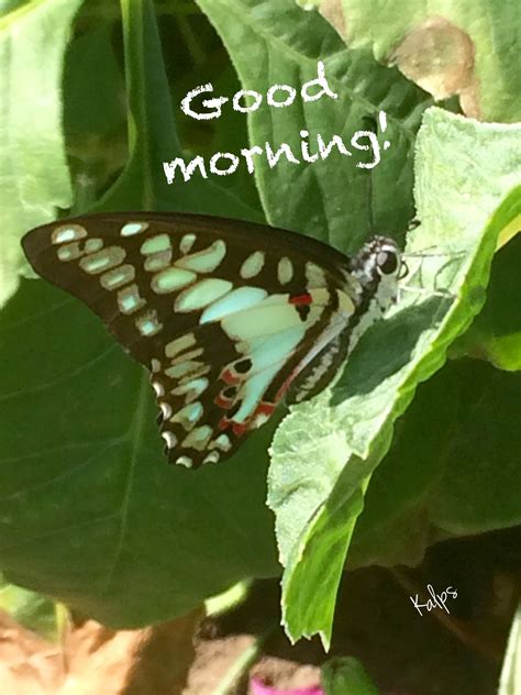 Pin by Kalpana Parmar on Morning Messages by Kalps | Morning wish ...