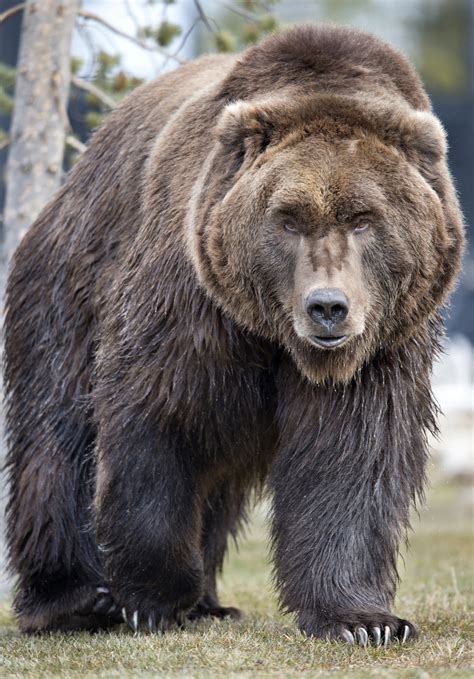 Deadly Week For Grizzly Bears Along Montana Highways East Idaho News