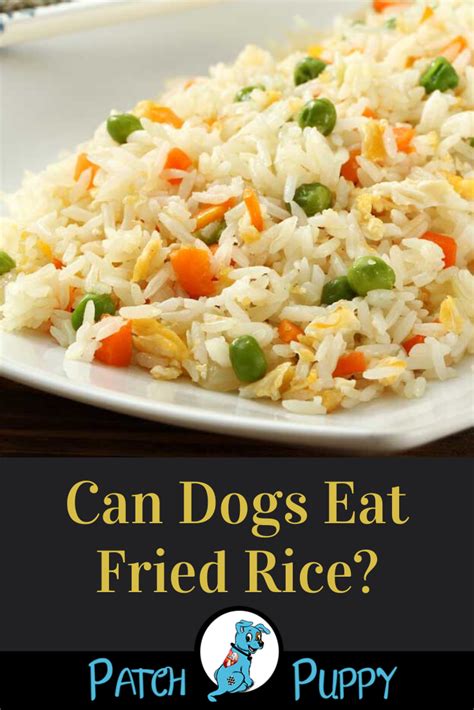 Dog treat icing and get a bonus report: Can Dogs Eat Fried Rice? | Fried rice, Can dogs eat, Dog food recipes