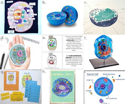 The following table of functions of cell organelles is a list of short summary information for each organelle. Animal Cells Montessori tools in 2020 | Animal cell ...