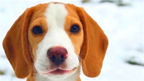 Funny Beagle Compilation Why You Should Get A Beagle Dog Episode 10