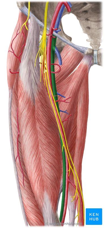 Superficial dorsal veins of clitoris. Veins of the Lower Limb - Anatomy | Kenhub